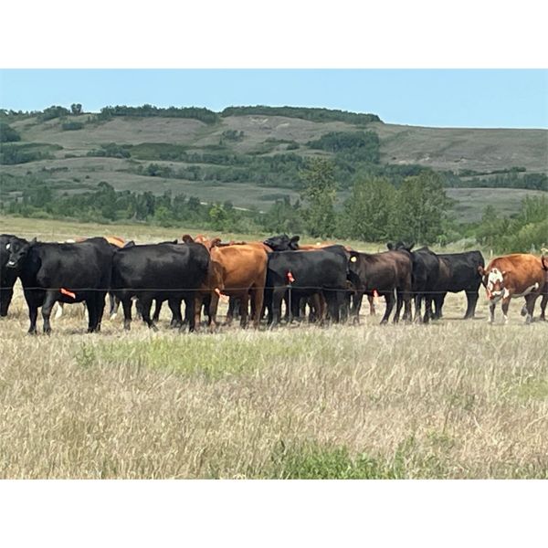 Bar UJ Ranch & Farm - 900# August Grass Heifers - 140 Head (Edgerton, AB)