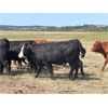 Image 5 : Bar UJ Ranch & Farm - 900# August Grass Heifers - 140 Head (Edgerton, AB)