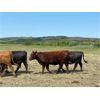 Image 7 : Bar UJ Ranch & Farm - 900# August Grass Heifers - 140 Head (Edgerton, AB)