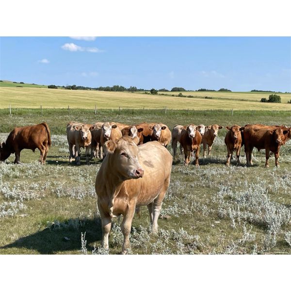 Ian & Logan Marr - 1000# August Grass Steers - 60 Head (Marwayne, AB)
