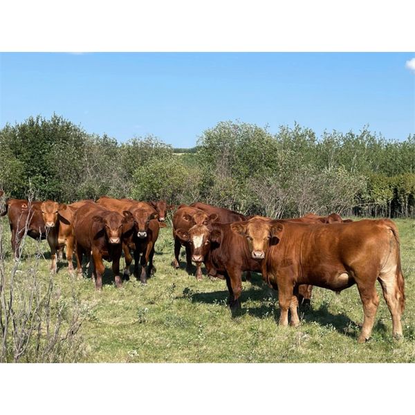 Logan Marr - 1000# August Grass Steers - 62 Head (Marwayne, AB)