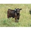 Image 1 : John Peterson - 550# Steer Calves - 110 head (Leader, SK)