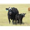 Image 2 : John Peterson - 550# Steer Calves - 110 head (Leader, SK)