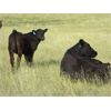 Image 4 : John Peterson - 550# Steer Calves - 110 head (Leader, SK)