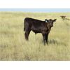 Image 5 : John Peterson - 550# Steer Calves - 110 head (Leader, SK)