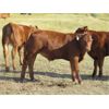 Image 6 : John Peterson - 550# Steer Calves - 110 head (Leader, SK)