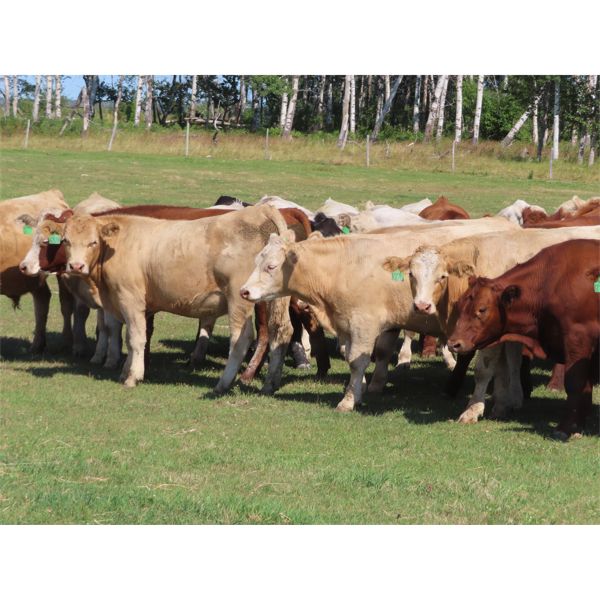 Winn Man Farms - 800# August Grass Steers - 85 Head (Winnipegosis, MB)