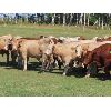 Image 1 : Winn Man Farms - 800# August Grass Steers - 85 Head (Winnipegosis, MB)