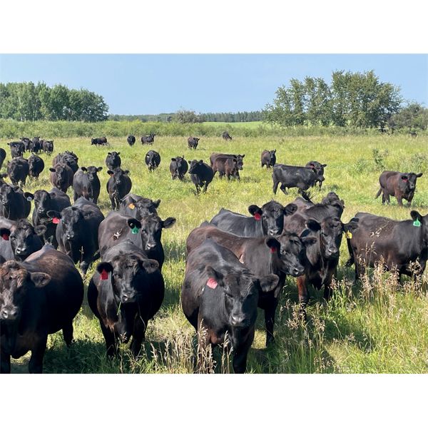 Hedge Haven Farms - 925# September Grass Steers - 204 Head (Marwayne, AB)