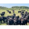 Image 2 : Hedge Haven Farms - 925# September Grass Steers - 204 Head (Marwayne, AB)