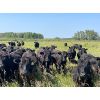 Image 4 : Hedge Haven Farms - 925# September Grass Steers - 204 Head (Marwayne, AB)