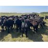Image 5 : Hedge Haven Farms - 925# September Grass Steers - 204 Head (Marwayne, AB)