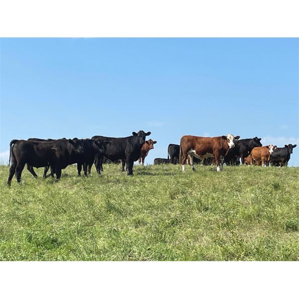 Hedge Haven Farms - 960# September Steers - 260 Head (Lloydminster, AB)
