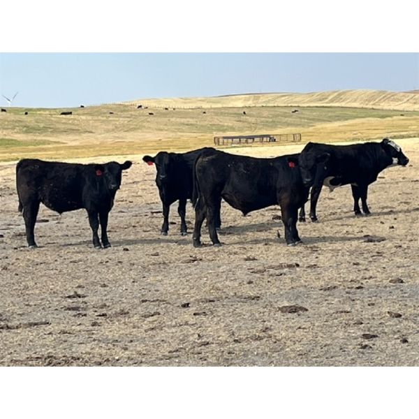 55 Ranching Ltd. - 780# August Grass Steers - 325 Head (Fort Macleod, AB)
