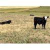Image 3 : 55 Ranching Ltd. - 780# August Grass Steers - 325 Head (Fort Macleod, AB)
