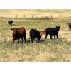 Image 5 : 55 Ranching Ltd. - 780# August Grass Steers - 325 Head (Fort Macleod, AB)