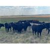 Image 6 : 55 Ranching Ltd. - 780# August Grass Steers - 325 Head (Fort Macleod, AB)