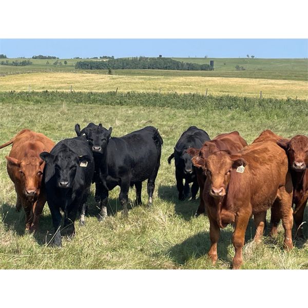 Hines Ranching Co. - 860# August Grass Steers - 70 Head (Marwayne, AB)