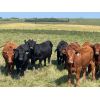 Image 1 : Hines Ranching Co. - 860# August Grass Steers - 70 Head (Marwayne, AB)