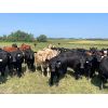 Image 2 : Hines Ranching Co. - 860# August Grass Steers - 70 Head (Marwayne, AB)