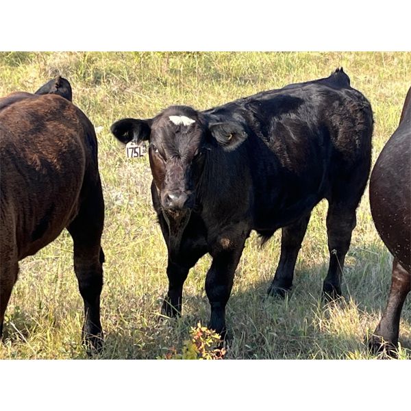 Usenik Ranching Ltd. - 650# Steer Calves - 92 Head (Paradise Hill, SK)