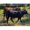 Image 4 : Usenik Ranching Ltd. - 650# Steer Calves - 92 Head (Paradise Hill, SK)