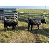 Image 6 : Usenik Ranching Ltd. - 650# Steer Calves - 92 Head (Paradise Hill, SK)