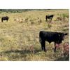 Image 9 : Usenik Ranching Ltd. - 650# Steer Calves - 92 Head (Paradise Hill, SK)