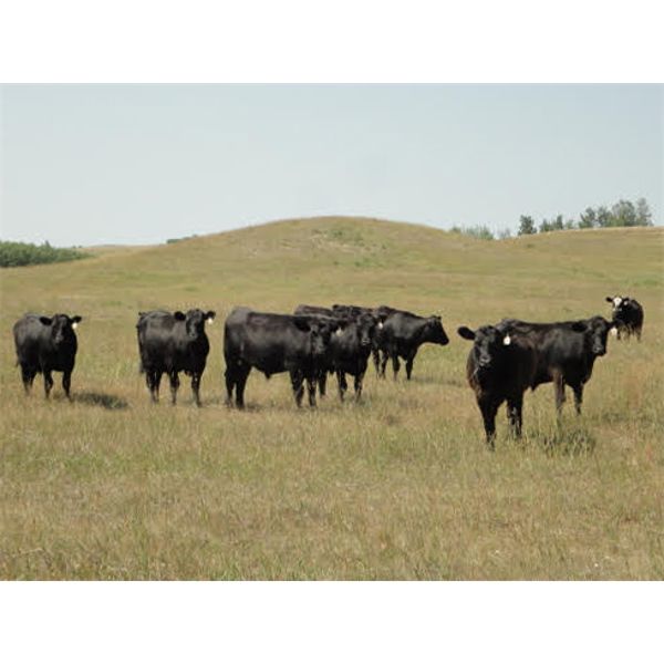DJC Ranch - 925# August Grass Steers - 67 Head (Rabbit Lake, SK)