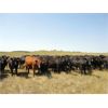 Image 2 : DJC Ranch - 925# August Grass Steers - 67 Head (Rabbit Lake, SK)