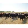 Image 3 : DJC Ranch - 925# August Grass Steers - 67 Head (Rabbit Lake, SK)