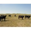 Image 5 : DJC Ranch - 925# August Grass Steers - 67 Head (Rabbit Lake, SK)