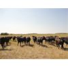 Image 6 : DJC Ranch - 925# August Grass Steers - 67 Head (Rabbit Lake, SK)