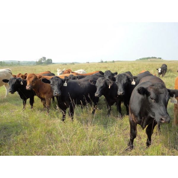 DJC Ranch - 1025# Septeber Grass Steers - 60 Head (Rabbit Lake, SK)