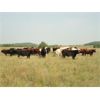 Image 5 : DJC Ranch - 1025# Septeber Grass Steers - 60 Head (Rabbit Lake, SK)