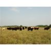 Image 6 : DJC Ranch - 1025# Septeber Grass Steers - 60 Head (Rabbit Lake, SK)