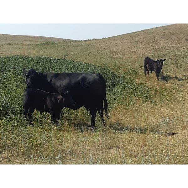 WB Cattle Company Ltd. - 575# Steer Calves - 108 Head (Medicine Hat, AB)