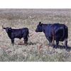 Image 3 : WB Cattle Company Ltd. - 575# Steer Calves - 108 Head (Medicine Hat, AB)