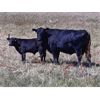 Image 4 : WB Cattle Company Ltd. - 575# Steer Calves - 108 Head (Medicine Hat, AB)