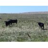 Image 5 : WB Cattle Company Ltd. - 575# Steer Calves - 108 Head (Medicine Hat, AB)