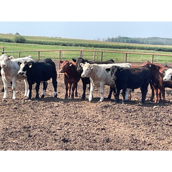 Hines Ranching Co. - 850# Steers - 70 Head (Marwayne, AB)