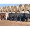 Image 2 : Hines Ranching Co. - 850# Steers - 70 Head (Marwayne, AB)