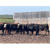 Image 3 : Hines Ranching Co. - 850# Steers - 70 Head (Marwayne, AB)
