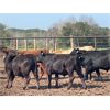 Image 4 : Hines Ranching Co. - 850# Steers - 70 Head (Marwayne, AB)