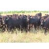 Image 2 : Marsh Ranches Ltd. (Marsh 99 Ranch) - 835# September Grass Heifers - 72 Head (Southey, SK)