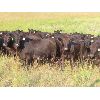 Image 3 : Marsh Ranches Ltd. (Marsh 99 Ranch) - 835# September Grass Heifers - 72 Head (Southey, SK)