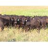 Image 4 : Marsh Ranches Ltd. (Marsh 99 Ranch) - 835# September Grass Heifers - 72 Head (Southey, SK)