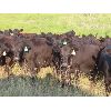 Image 5 : Marsh Ranches Ltd. (Marsh 99 Ranch) - 835# September Grass Heifers - 72 Head (Southey, SK)