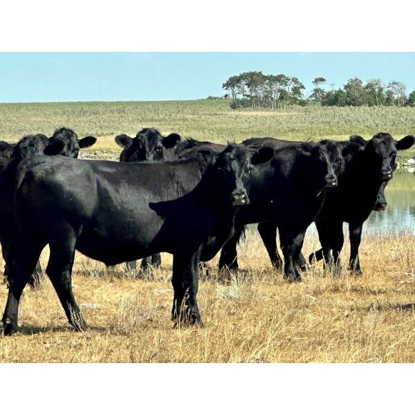 Kings Corner Farms - 900# August Grass Steers - 135 Head (Corning, SK)