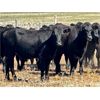 Image 6 : Kings Corner Farms - 900# August Grass Steers - 135 Head (Corning, SK)